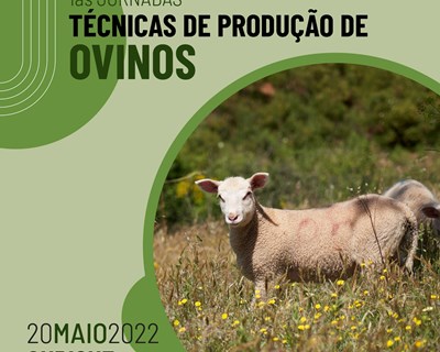 1ªs Jornadas Técnicas de Produção de Ovinos debatem desafios e oportunidades do setor