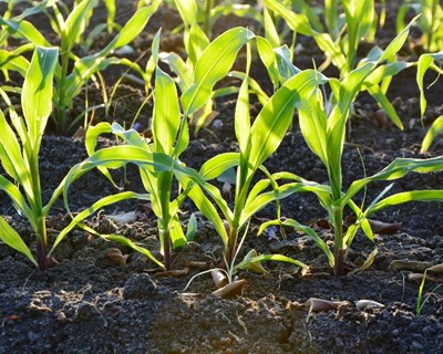 100% do setor agrícola está contra a integração das Direções Regionais de Agricultura nas CCDR e pedem ao Governo que não leve medida avante