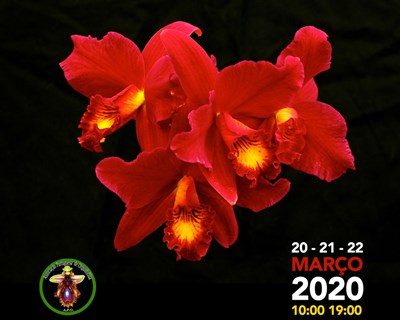 11.ª Exposição Internacional de Orquídeas do Porto acontece em março