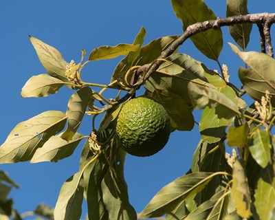 13º episódio d’ A Palavra aos Frescos dá a conhecer Organização de Produtores Madre Fruta