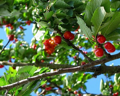 2020 é o ano internacional da Sanidade Vegetal