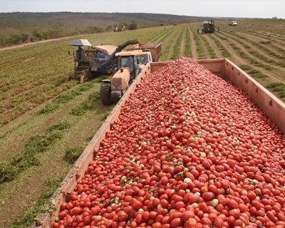 6º Open Day Tomate-Indústria no Cartaxo