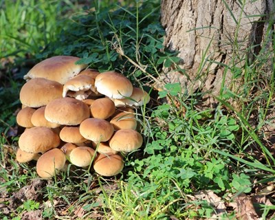 90% da produção de cogumelos na Meseta Ibérica afetada pela seca