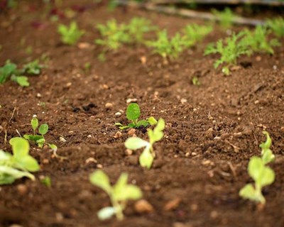 A Agricultura para lá da Covid-19