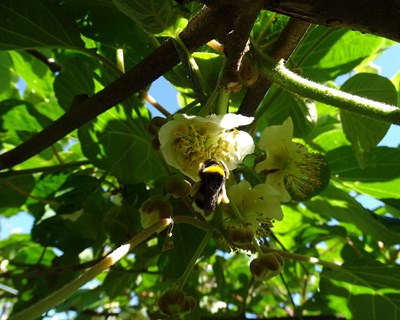 A cultura do kiwi e a comunidade de polinizadores II: A importância da diversidade de habitats envolventes ao pomar - bibliografia