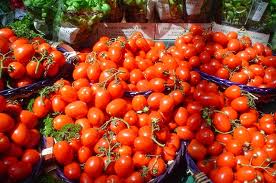 A fileira do tomate-indústria tem futuro?