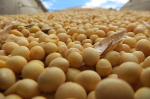 A grandeza do negócio de sementes de soja no Brasil