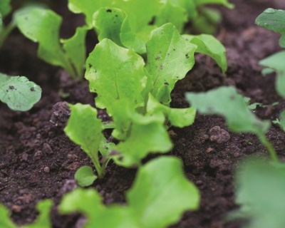 A importância da matéria orgânica do solo na produção agrícola e o papel dos adubos orgânicos