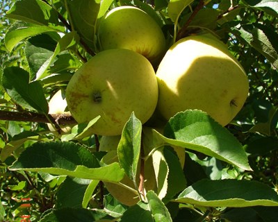 A importância de alguns nutrientes na qualidade da produção de maçã