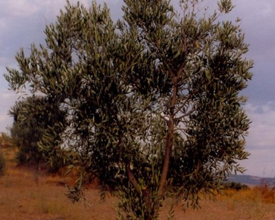 A importância do boro em olival é do nível de um macronutriente - Bibliografia
