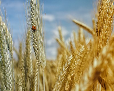 União Europeia poderá tornar-se importadora líquida de cereais até 2030