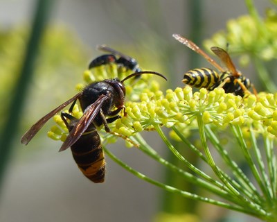 A vespa-asiática em Portugal - Cronologia de uma invasão