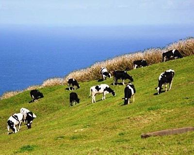 Abate de bovinos nos Açores aumentou no primeiro trimestre de 2018
