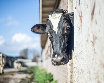 Abate de bovinos regista crescimento de 4,1% nos Açores