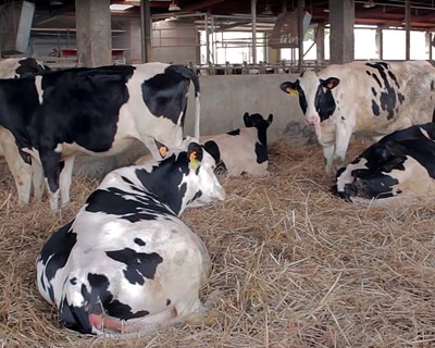 Abertas as candidaturas aos prémios por vaca em aleitamento e vaca leiteira até 31 de dezembro