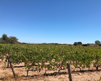 Abertura de candidaturas a jovens agricultores para apoiar a plantação de vinha