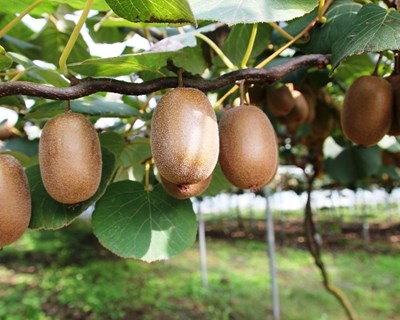 Academia do Centro de Frutologia Compal: candidaturas até 23 de fevereiro