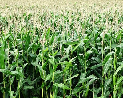 Ação de Formação: o milho nas primeiras fases do seu desenvolvimento