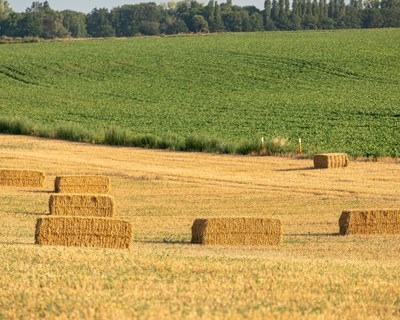 Ações da Comissão para a segurança alimentar global e para apoiar os agricultores e consumidores da UE