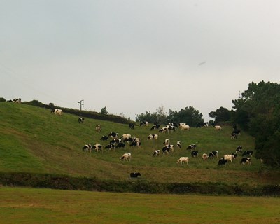 Açores: abate de bovinos para consumo local cresceu 3,5%