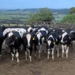 Açores aprovam ajuda extraordinária a produtores de gado por causa da seca