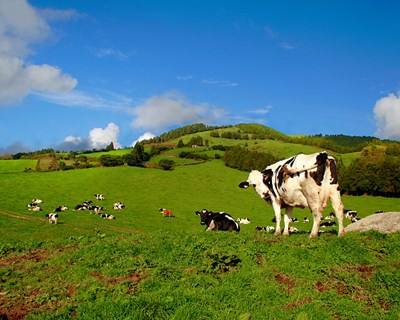 Açores atribui apoio extraordinário de €3.3 milhões aos produtores de leite