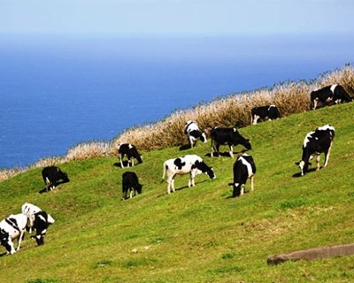 Açores: há um novo apoio para alimentação de animais