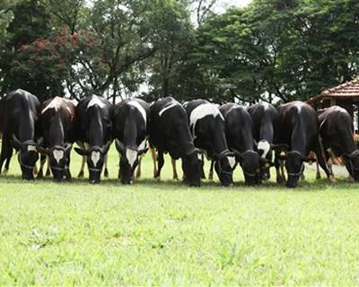 Açores recebe IV Encontro Milkpoint