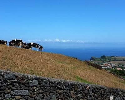 Açores têm uma das taxas mais elevadas de participação de jovens na atividade agrícola