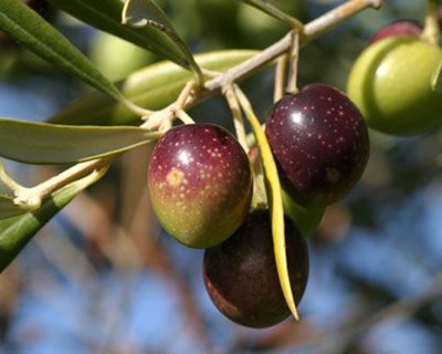 ACOS critica “falta de apoio” a olivais e amendoais