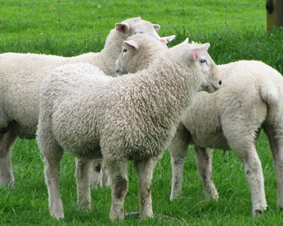 ACOS implementa novo serviço de comercialização internacional de ovinos