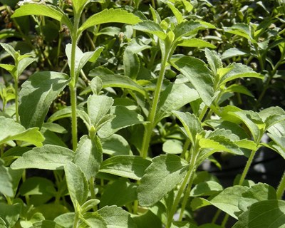Adaptação da stevia em modo de produção biológica em Ponte de Lima