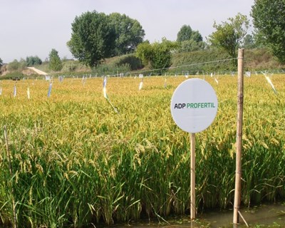 ADP Fertilizantes participa em dia de campo dedicado ao arroz