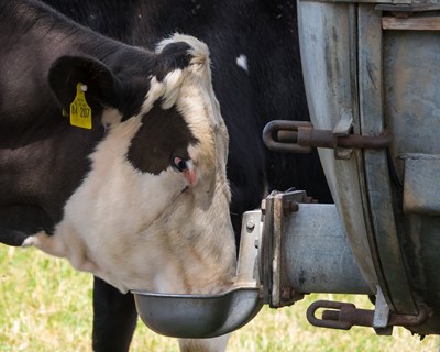 Agrária de Coimbra acolhe palestras na área da sanidade animal e saúde pública