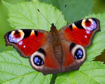 Agrária de Coimbra quer criar reserva de borboletas autóctones