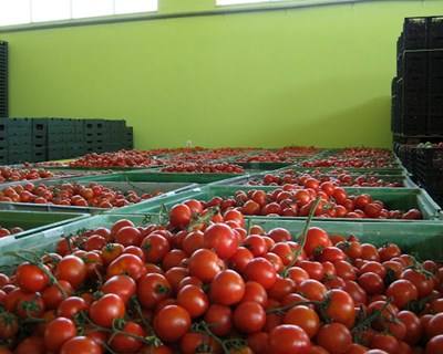 Agricultor testa produção de tomate em estufas aquecidas a biomassa