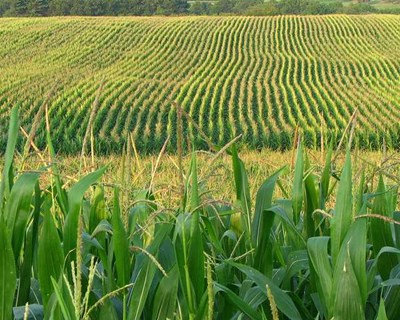 Agricultores do Vale do Mondego apelam à Ministra da Agricultura para que mantenha a promessa de iniciar pagamentos ligados ao milho em 2022