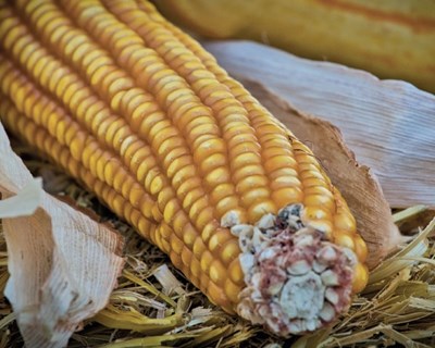 Agricultores portugueses e espanhóis pedem aposta decisiva para o milho
