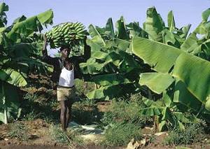 Agricultura angolana utiliza 5 milhões de hectares de 35 milhões disponíveis