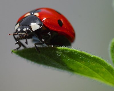 Agricultura Biológica: área de produção aumentou 8% num ano