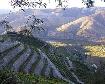 Agricultura Biológica: Trás-os-Montes é a região com mais produtores