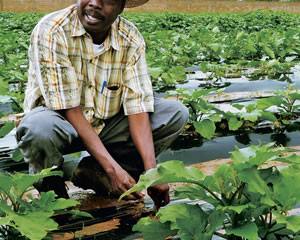 Agricultura contribui com 23% do PIB de Moçambique