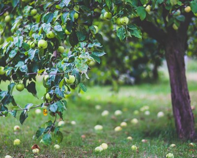 Agricultura, Florestas e Desenvolvimento Rural: o OE/2019