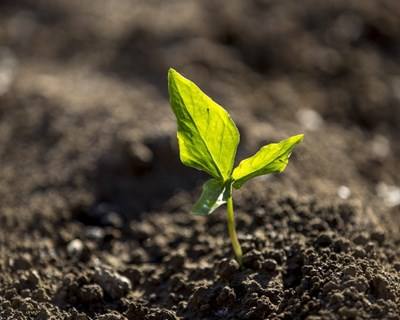 Agricultura: Portugal e França revelam sinais de deterioração