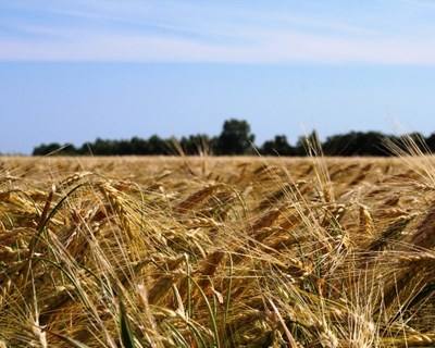 Agricultura vai render mais dinheiro este ano