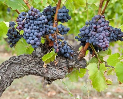 AGROBIO divulga novas edições do curso "Poda da Vinha e Fruteiras"