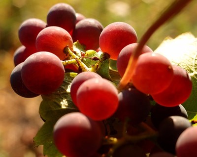 Agrobio lança I edição do curso de produção artesanal de vinho biológico