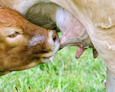 Água é essencial mesmo para animais a beber leite