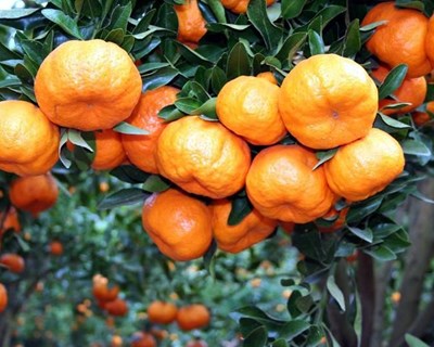 Alcobaça debate polinização e controlo biológico em Fruticultura