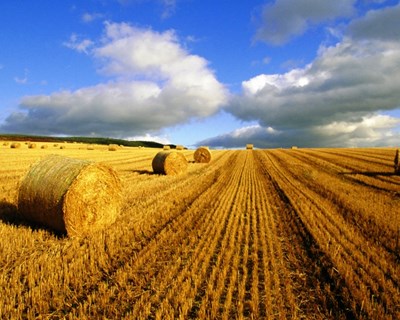 Alemanha: seca afeta produção agrícola